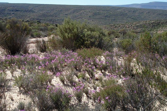 Pelargonium coronopifolium in the Cederberg